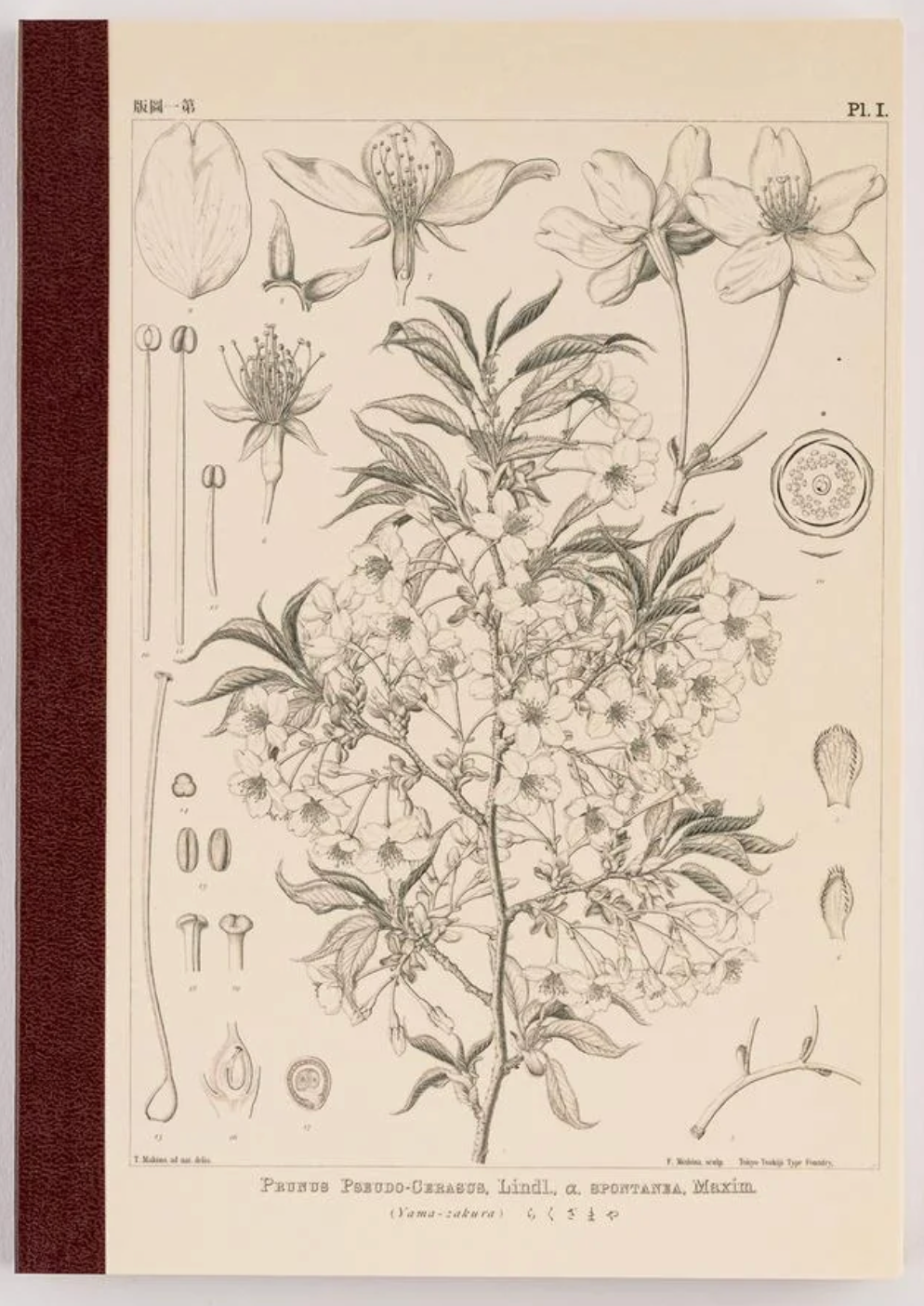 Hobonichi Graph Notebook